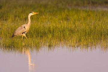 Héron cendré - Ardea cinerea - Grey Heron