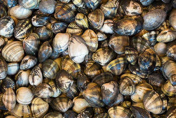 seashell background