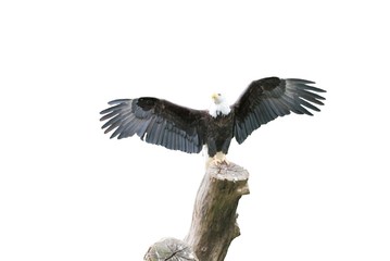 Adler Freigestellt
