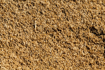 Background texture of rice seed