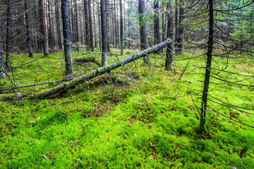 Pine forest with moss ground