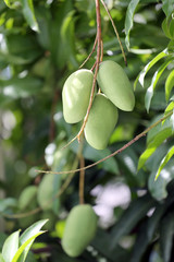 green mangoes on trees.