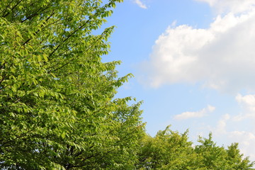 Obraz premium 桜の青葉と夏の空