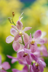Fototapeta na wymiar pink orchid.