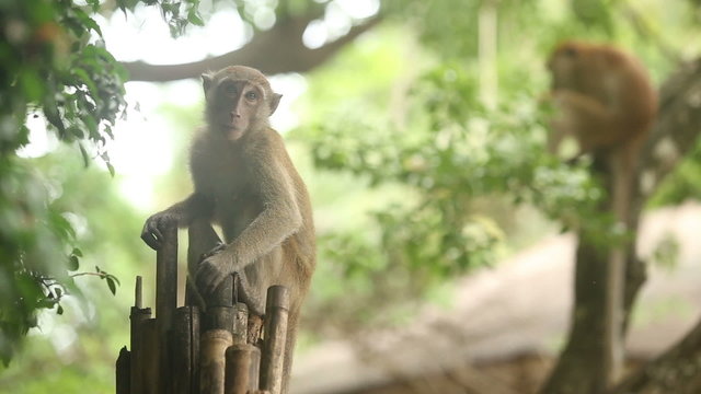 monkey sitting on a branch