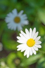 Obraz premium Daisy