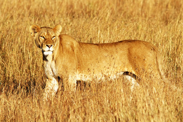 Fototapeta premium Lion on the Masai Mara in Africa