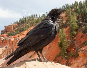 Raven Pose