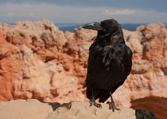 Natural Bride Raven