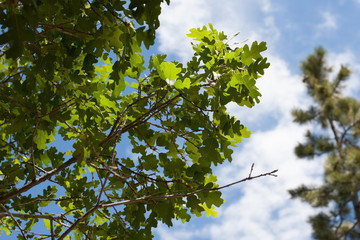 Gambel Oak