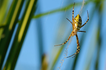 Closeup photo of a wasp spider
