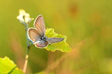 Amazing butterfly resting onleaf