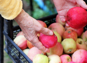 apple harvest