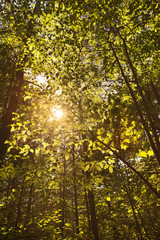 Obraz premium Sunlight shining through a forest canopy