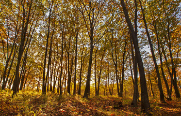 Sunshine through trees with colorful fall foliage