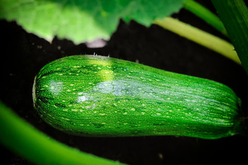 Fruit of zucchini in vegetable garden