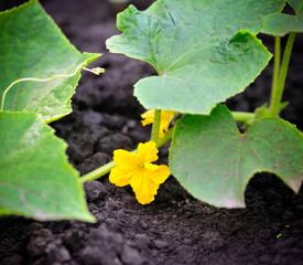 Сucumber flower growing on a bed