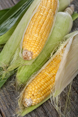 Freshly picked domestic corn on an old rustic table