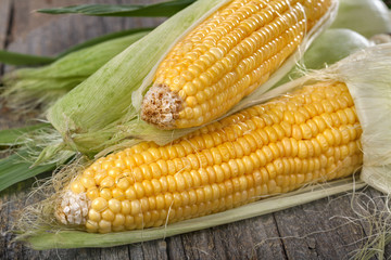 Freshly picked domestic corn on an old rustic table