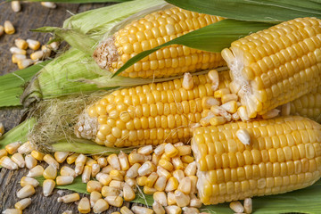 Freshly picked domestic corn on an old rustic table