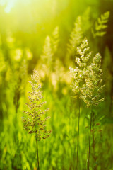 Field Of Grass During Sunset.