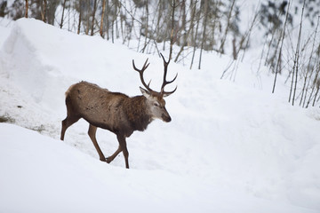  Deer Fuß in Schneelandschaft