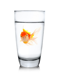 gold fish in drinking glass