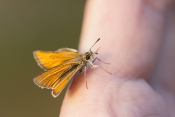 Obraz premium Little orange butterfly on a finger