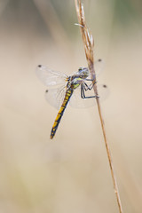 Wet dragonfly on a plant straw