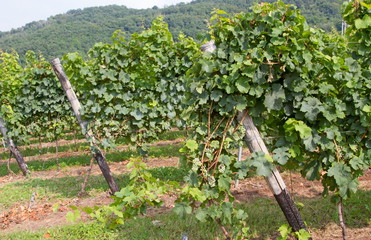 Fototapeta na wymiar grape bunch in the vineyard into a farm 2