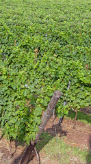 Fototapeta na wymiar Vineyard with clusters of grapes for the production of wine 4