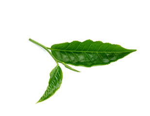 Fototapeta premium Green tea leaf isolated on white background