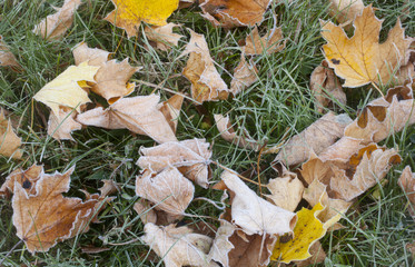 Detail of Autumn Frost