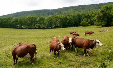 Fototapeta na wymiar cows in the pasture mountain