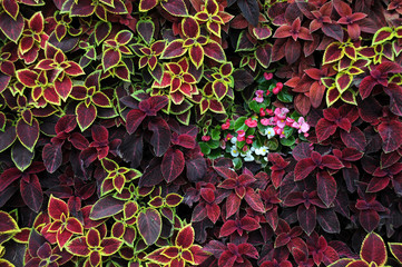 Closeup Design of Flowers