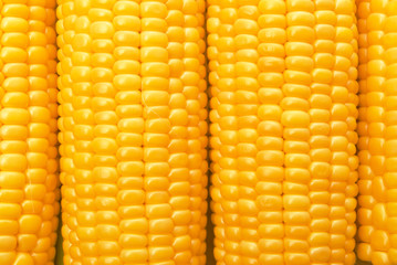 Corn Cob woith golden seed