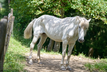 Obraz na płótnie Canvas white horse in a field with trees