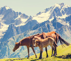 Fototapeta na wymiar Horse in mountains
