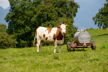 Obraz premium cow in the mountain pastures