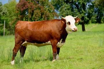 Fototapeta na wymiar cow in the mountain pastures