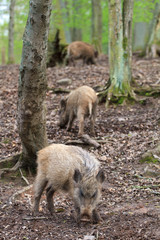 Herd of boars
