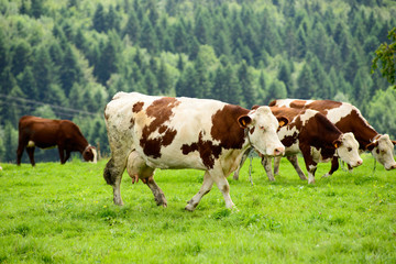 Fototapeta na wymiar cow in the mountain pastures