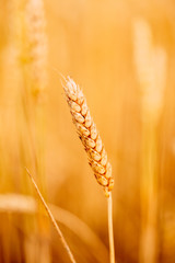 Yellow Wheat Ears