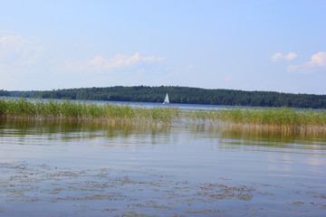 Schilfgürtel im Päijänne-See im Nationalpark in Finnland