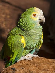 Festive amazon parrot