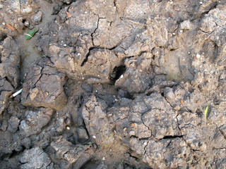 Cracked dry land without water
