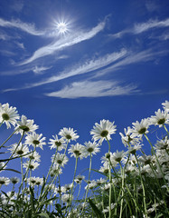 daisies on a background of blue sunny sky