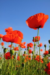 Obraz premium Flowers poppies on a background of blue sky