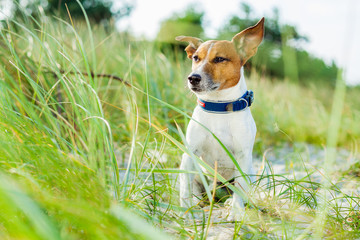 dog summer beach