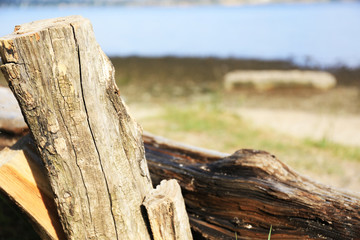 Fototapeta premium Tree trunk, close-up